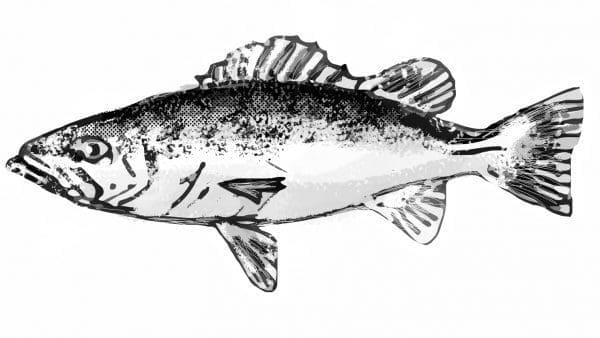 Bacalao de Juan Fernández filete sin piel - Imagen 3