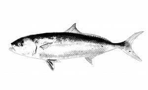 Vidriola