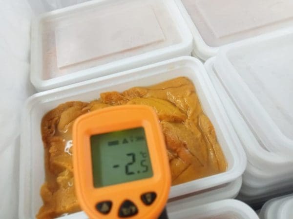 Lenguas de Erizo Frescas de Iquique - Imagen 2